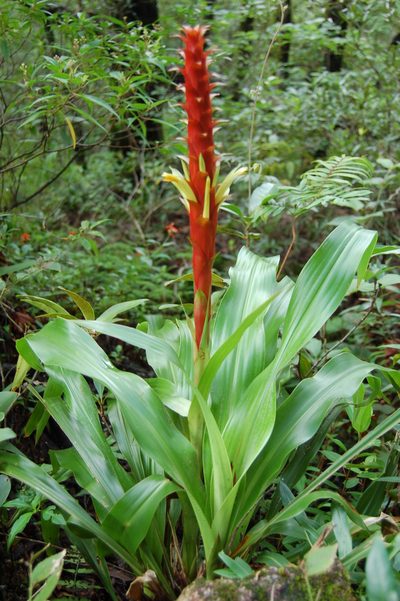 Pitcairnia imbricata, photographed by Neptalí Ramírez Marcial