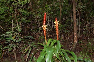 Pitcairnia imbricata, photographed by Neptalí Ramírez Marcial