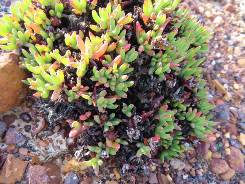 Acrodon parvifolius, photographed by linkie