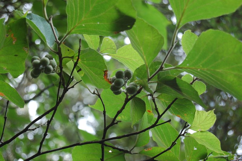 Styrax glabrescens, photographed by Neptalí Ramírez Marcial