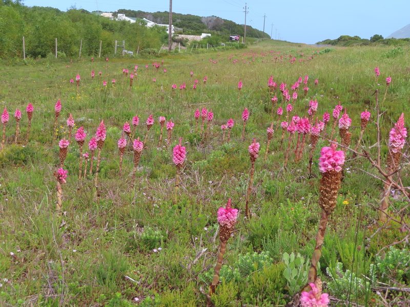 Satyrium carneum, photographed by linkie