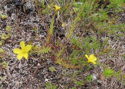 Linum africanum, photographed by linkie