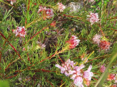 Serruria nervosa, photographed by linkie