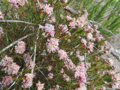 Serruria nervosa, photographed by linkie