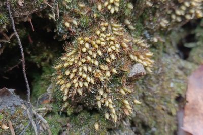 Diphyscium foliosum, photographed by Quinten Wiegersma