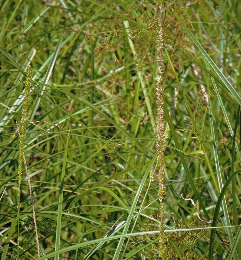 Hymenachne amplexicaulis, photographed by Hugo Hulsberg