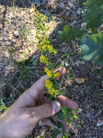 Solidago petiolaris, photographed by Cleveland Powell