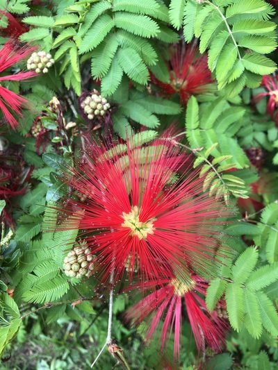 Calliandra tweediei, photographed by Solana González Novoa