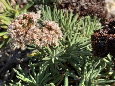 Eriogonum arborescens