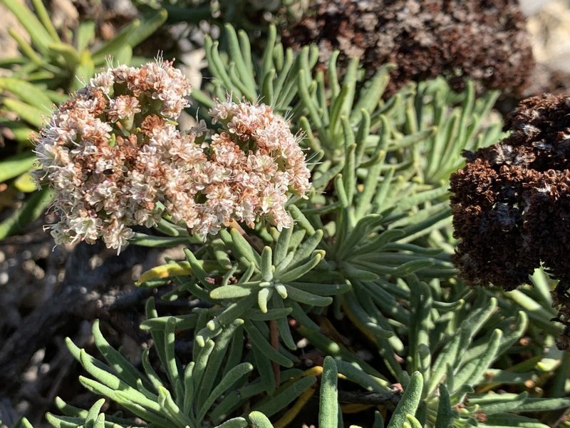 Eriogonum arborescens, photographed by william_hoyer
