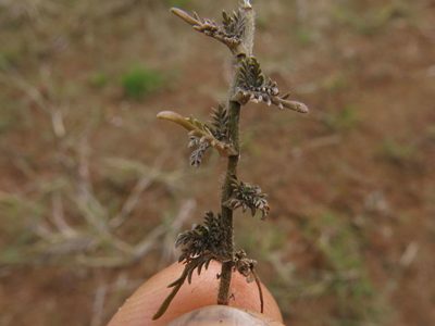 Leptinella maniototo, photographed by John Barkla