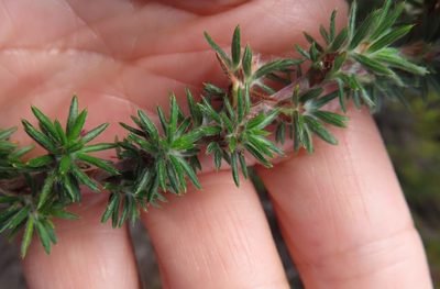 Cliffortia stricta, photographed by linkie