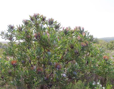 Protea susannae, photographed by linkie