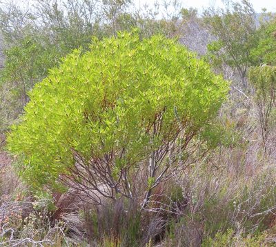 Leucadendron coniferum, photographed by linkie