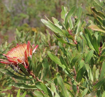 Protea susannae, photographed by linkie