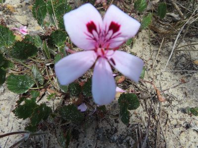 Pelargonium elegans, photographed by linkie