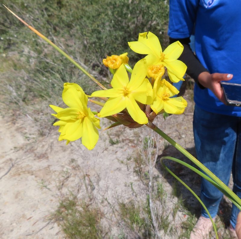 Bobartia longicyma, photographed by linkie