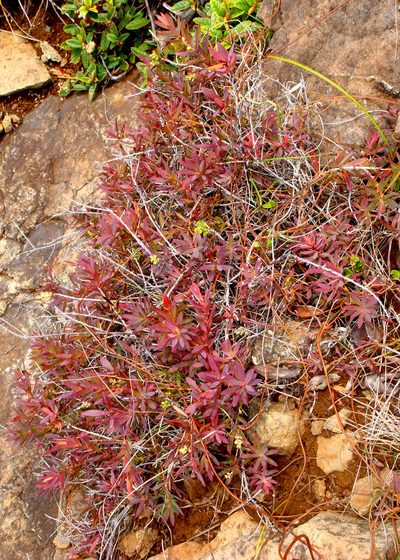 Leucopogon xerampelinus, photographed by Peter de Lange