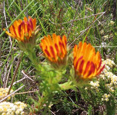 Oedera imbricata, photographed by linkie