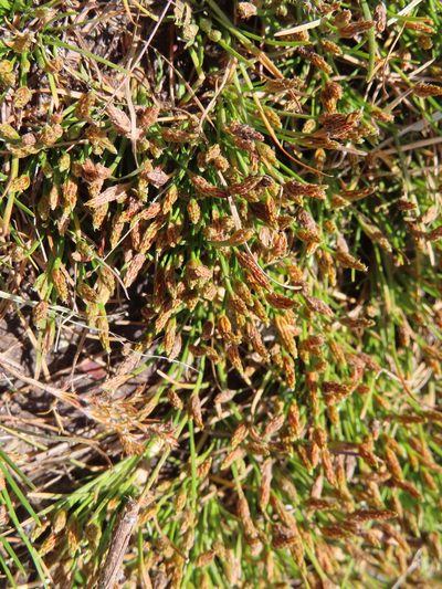 Isolepis ludwigii, photographed by linkie