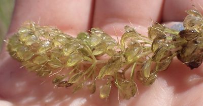 Aldrovanda vesiculosa