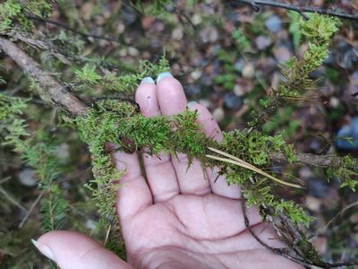 Sanionia uncinata, photographed by Марина Давлетшина