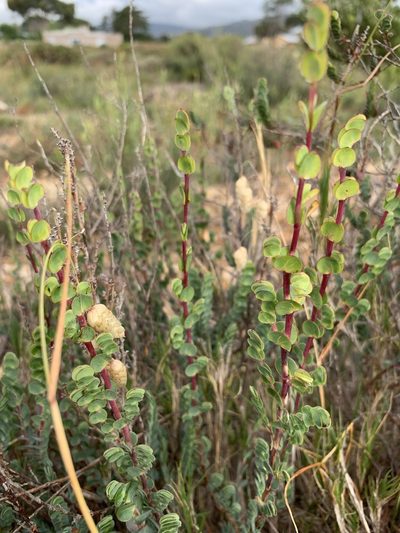Cliffortia phyllanthoides, photographed by Dave Richardson