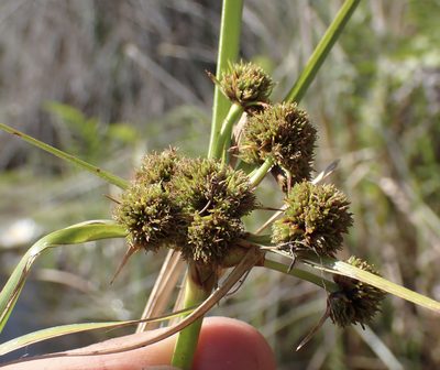 Cyperus blepharoleptos, photographed by National Geographic Okavango Wilderness Project