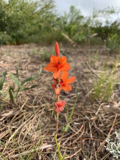 Watsonia stenosiphon, photographed by Dave Richardson