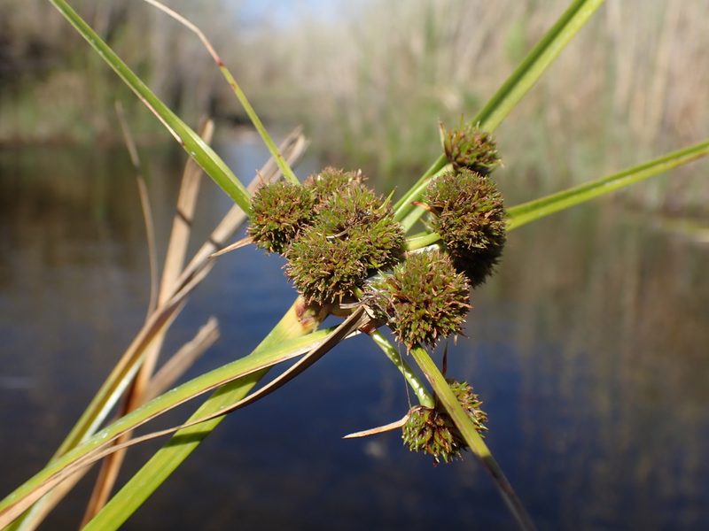 Cyperus blepharoleptos, photographed by National Geographic Okavango Wilderness Project