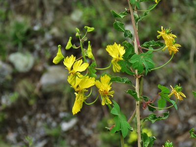 Tropaeolum peregrinum, photographed by Annika Lindqvist