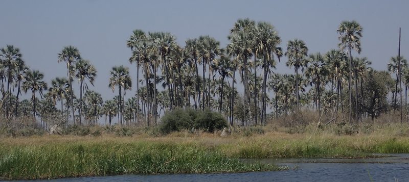 Hyphaene petersiana, photographed by National Geographic Okavango Wilderness Project