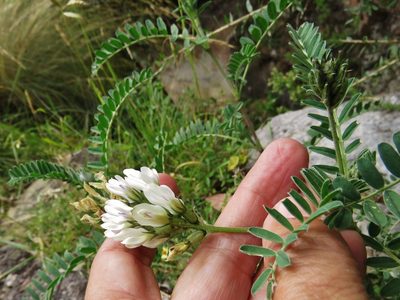 Astragalus garbancillo, photographed by Annika Lindqvist
