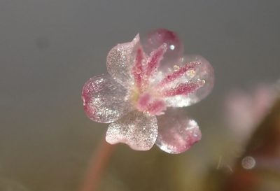 Lagarosiphon ilicifolius, photographed by National Geographic Okavango Wilderness Project