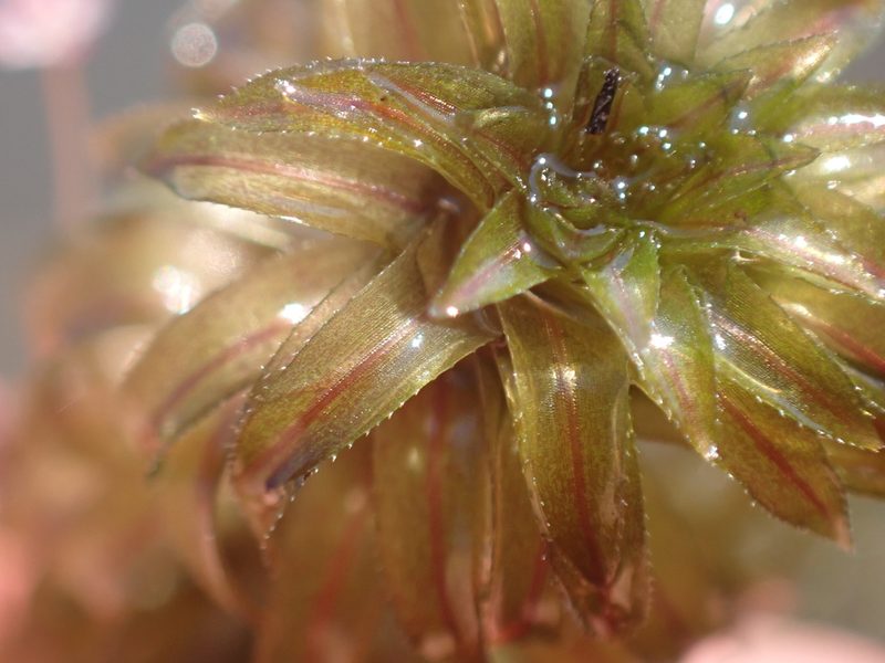 Lagarosiphon ilicifolius, photographed by National Geographic Okavango Wilderness Project