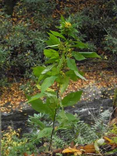 Solidago curtisii, photographed by Michael J. Papay