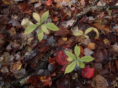 Oclemena acuminata