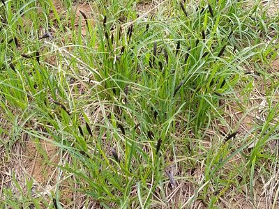 Carex melanostachya, photographed by Anna Petrosyan