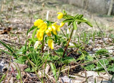 Gymnospermium odessanum, photographed by Anna Petrosyan