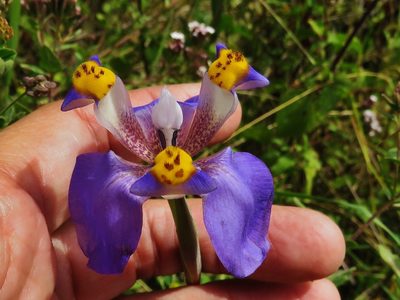 Hesperoxiphion herrerae, photographed by Annika Lindqvist