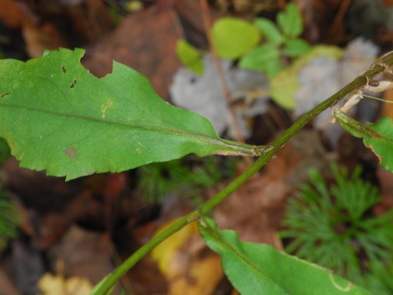 Symphyotrichum retroflexum, photographed by Michael J. Papay