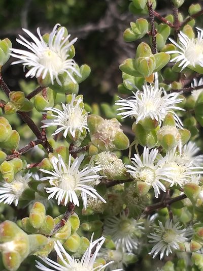 Drosanthemum praecultum, photographed by kevin koen