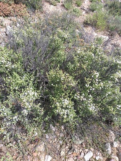 Drosanthemum praecultum, photographed by kevin koen