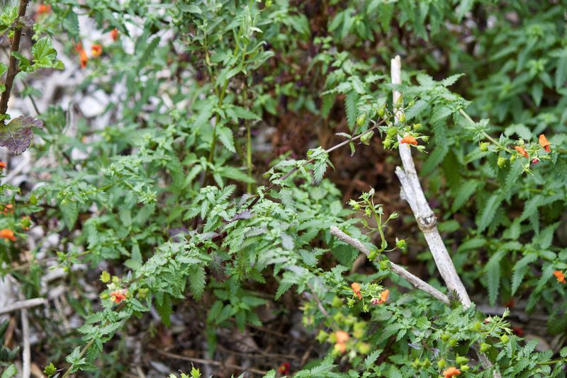 Alonsoa meridionalis, photographed by Ben Lyle Bedard