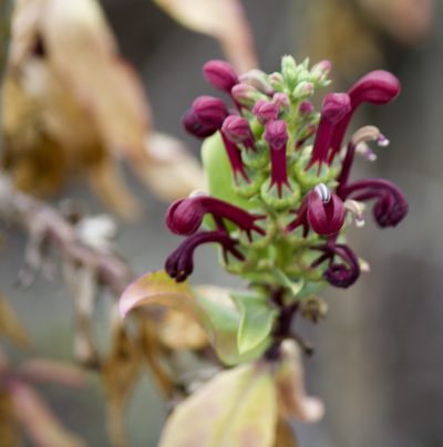 Lobelia polyphylla, photographed by Ben Lyle Bedard