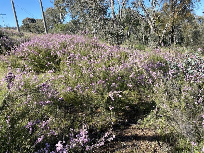 Kunzea parvifolia, photographed by stephvg