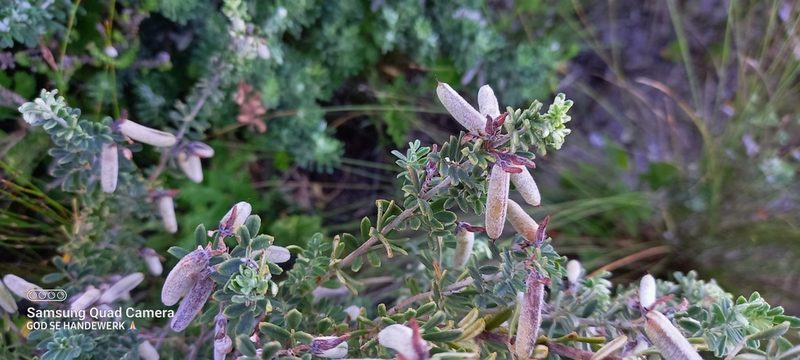 Indigofera brachystachya, photographed by Liezl van der Merwe