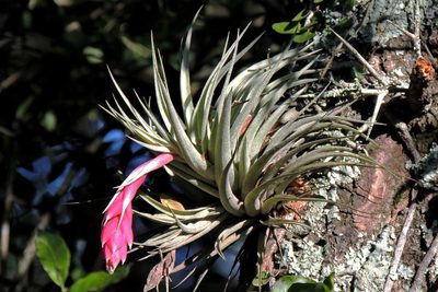 Tillandsia recurvifolia, photographed by Hugo Hulsberg