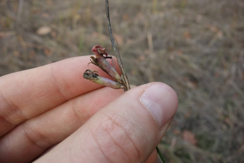 Dianthus borbasii, photographed by Aleksei Baushev