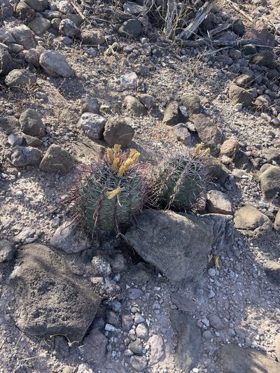 Ferocactus peninsulae, photographed by Sula Vanderplank